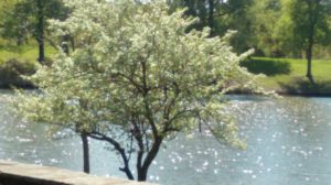 Mahr Park tree by pond